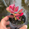 Adromischus triflorus (Red)
