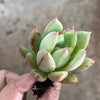 Echeveria agavoides 'Blue moon'