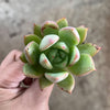 Echeveria agavoides 'Blue moon'