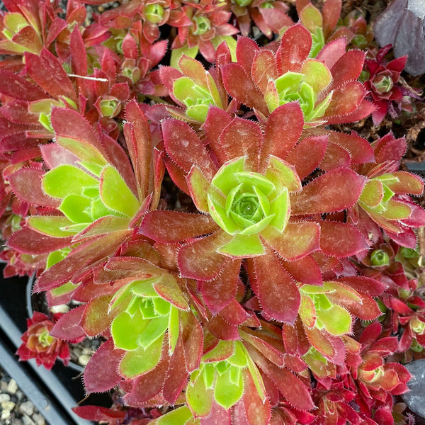 cornish succulents Aeonium 'Cornish Tribute' (CLUSTER) – LET LOVE GROW (Succulent & Cactus)