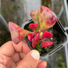 Adromischus triflorus (Red)