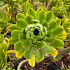 Aeonium sp. (Green with line) (1x CUTTING)