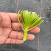 Aeonium sp. (Green with line) (1x CUTTING)