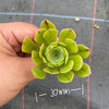 Aeonium sp. (Green with line) (1x CUTTING)
