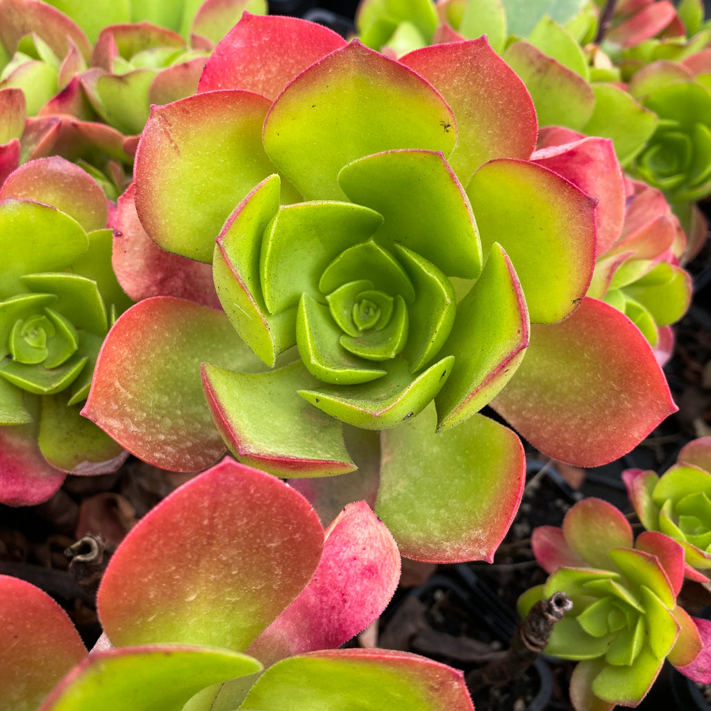 Aeonium 'Emerald carpet' (1x CUTTING)
