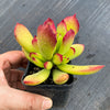 Cotyledon sp.