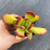 Cotyledon sp.