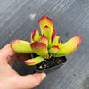 Cotyledon sp.