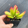 Cotyledon sp.