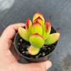 Cotyledon sp.