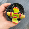 Cotyledon sp.