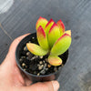 Cotyledon sp.