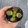 Cotyledon sp.