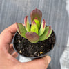 Cotyledon sp.