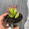 Cotyledon sp.