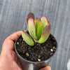 Cotyledon sp.