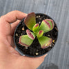 Cotyledon sp.