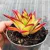 Echeveria agavoides 'Lipstick'