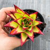 Echeveria agavoides 'Lipstick'