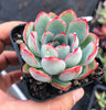 Echeveria 'Apus'