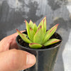 Echeveria agavoides 'Lipstick'