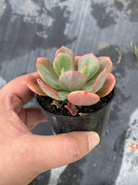 briar rose succulent Echeveria Briar Rose (1 x CUTTING) – LET LOVE GROW (Succulent & Cactus)