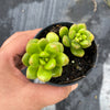 Sedum lucidum 'obesum' (2 X CUTTING)
