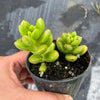 Sedum lucidum 'obesum' (2 X CUTTING)