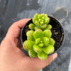 Sedum lucidum 'obesum' (2 X CUTTING)
