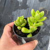 Sedum lucidum 'obesum' (2 X CUTTING)