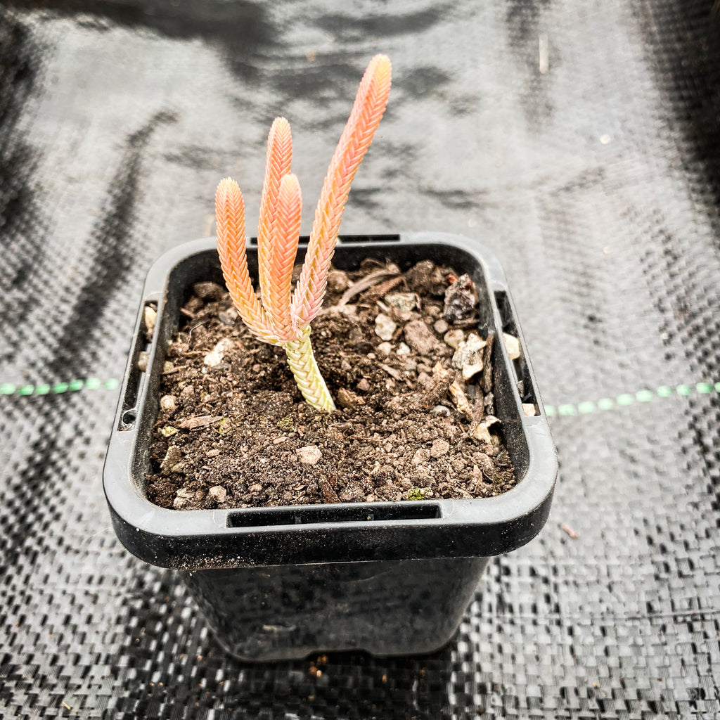 Crassula muscosa f. variegata (XS)(bit of root)