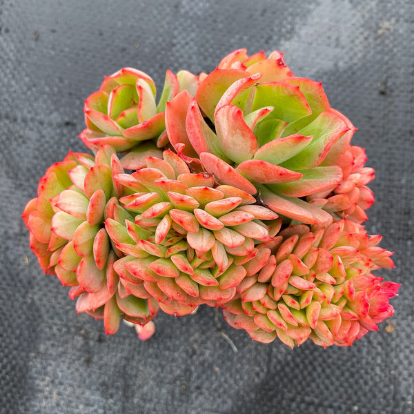 briar rose succulent Echeveria Briar Rose f. cristata (has mark) – LET LOVE GROW (Succulent &  Cactus)