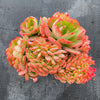Echeveria Briar Rose f. cristata (has mark)