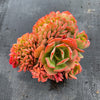 Echeveria Briar Rose f. cristata (has mark)
