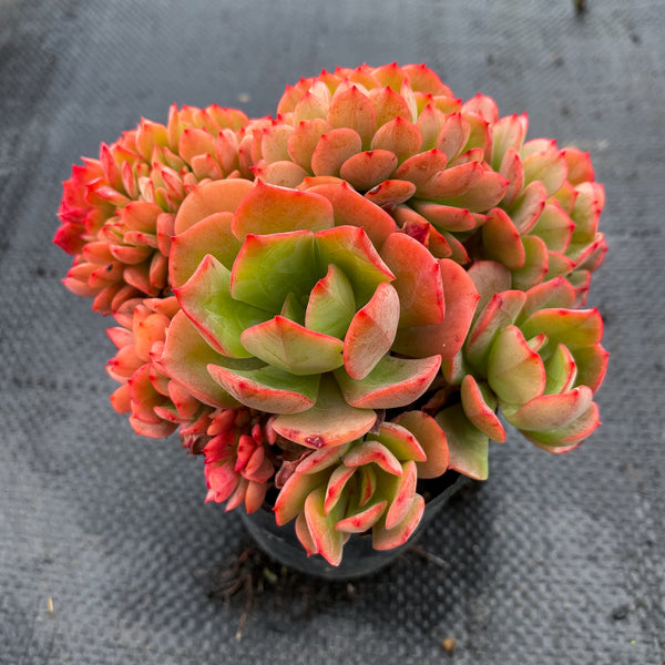briar rose succulent Echeveria Briar Rose f. cristata (has mark) – LET LOVE GROW (Succulent &  Cactus)