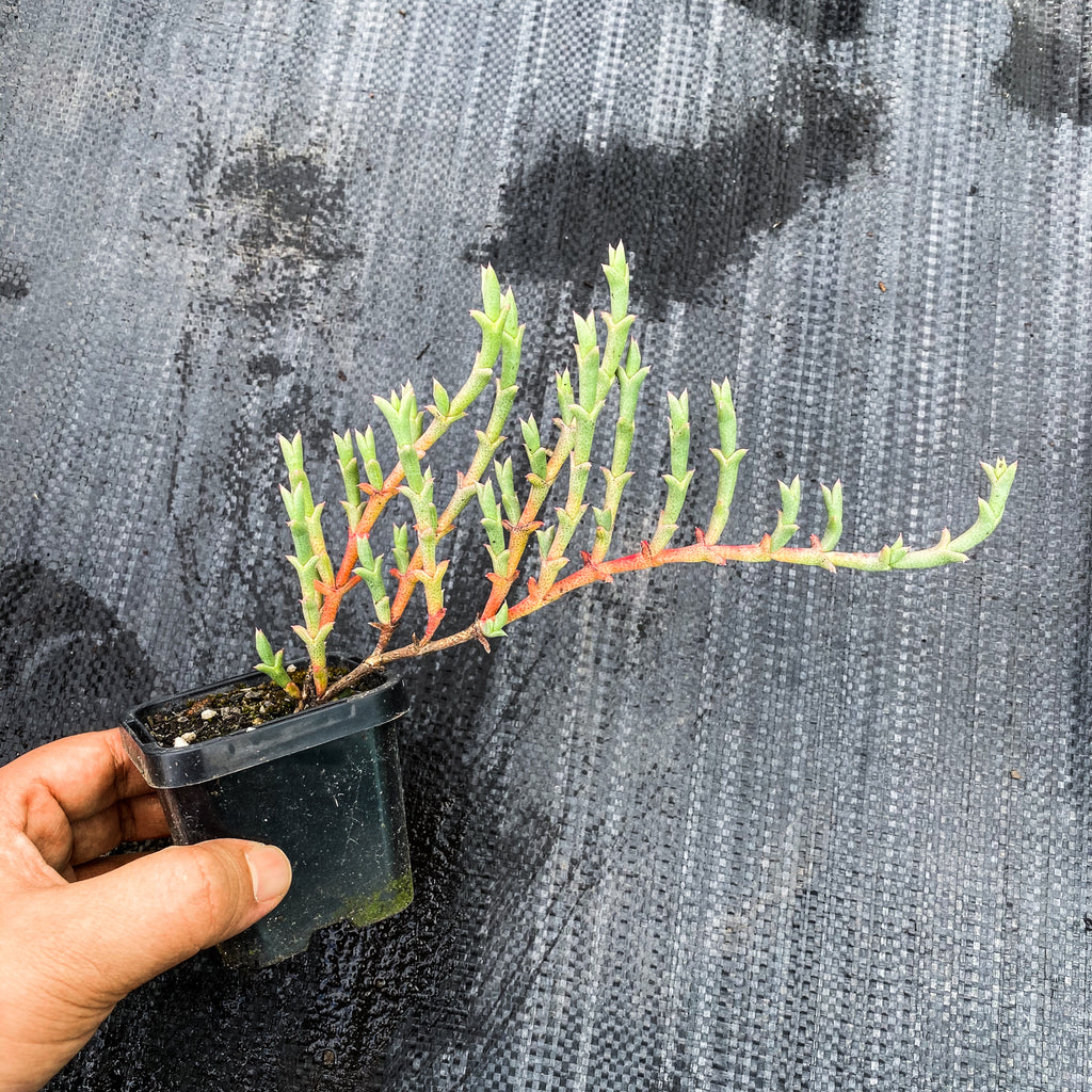 Ruschia uncinata (1 x CUTTING)