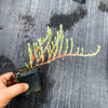Ruschia uncinata (1 x CUTTING)