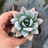 Pachyveria 'Powder Puff'
