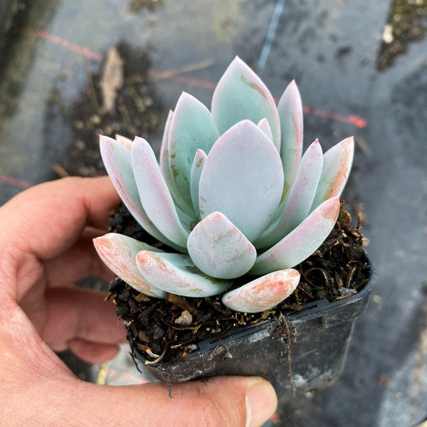 powder puff succulent Pachyveria 'Powder Puff' – LET LOVE GROW (Succulent & Cactus)