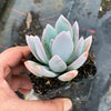 Pachyveria 'Powder Puff'