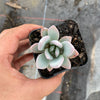 Pachyveria 'Powder Puff'
