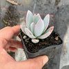 Pachyveria 'Powder Puff'
