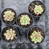 Echeveria 'Love me'