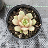 Echeveria 'Love me'