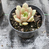 Echeveria 'Love me'