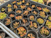 Euphorbia flanaganii f. cristata (The Brain)