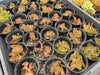 Euphorbia flanaganii f. cristata (The Brain)