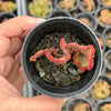 Euphorbia flanaganii f. cristata (The Brain)