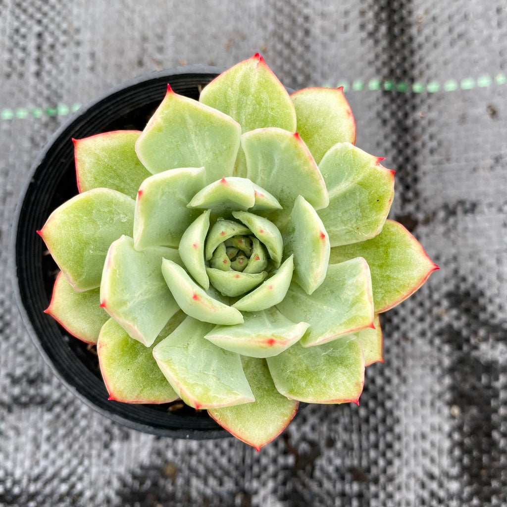 Echeveria 'Californica Queen'