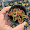 Euphorbia flanaganii f. cristata (The Brain)